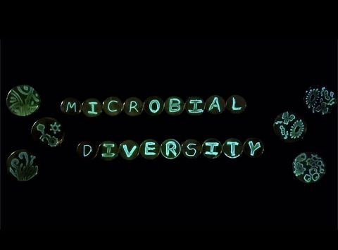 Microbial Diversity spelled out on petri dishes. Credit: Sebastien Laye