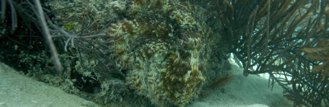 A common octopus (Octopus vulgaris) in hiding. Credit: Roger Hanlon