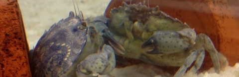 A juvenile Jonah crab (Cancer borealis) admires its reflection in the glass of its aquarium. Credit: Virginia Garcia