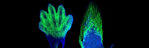 Markers of the wrists and digits in the limb of a mouse (left) are present in fish and demarcate the fin rays (right). The wrist and digits of tetrapods are the cellular and genetic equivalents of the fin rays of fish. Credit: Andrew Gehrke and Marie Kmita