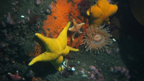 Marine-benthic-invertebrates-from-shallow-areas-in-Deception-Island-Antarctica-including-sea-stars-urchins-sponge-and-anemone-Credit-Conxita-Avila