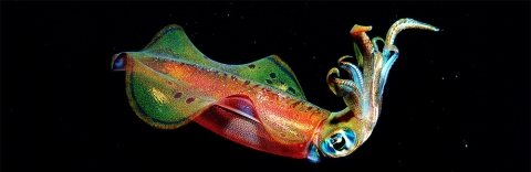 The oval squid. Credit: Science Source