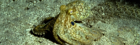California Two-Spot Octopus Credit Roger Hanlon