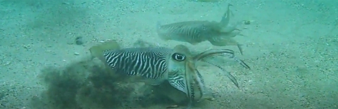 Fighting cuttlefish screenshot from Video