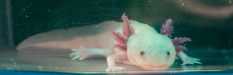 Axolotl in the Karen Echeverri Lab. Credit Christian Selden