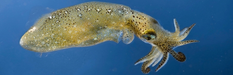 Pygmy squid. Credit: Tom Kleindinst
