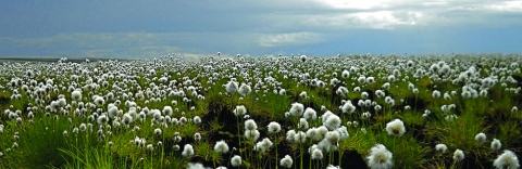 Cottongrass regrows at the site of the Anaktuvuk River fire in arctic Alaska. MBL Ecosystems Center scientists are studying how the tundra recovers from wildfire. Credit: Emily Stone