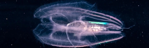 A comb jelly in dark water. Credit: iStock