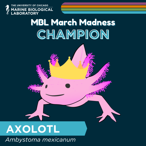 Axolotl crowned MBL March Madness Champion 