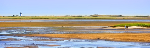 Cape cod wetlands