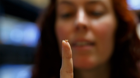 Woman holds up finger with small crustacean on fingertip
