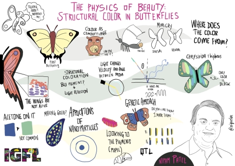 cartoon of Nipam Patel science talk titled The Physics of Beautiful: Structural Color in Butterflies