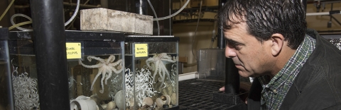 Joshua Rosenthal with Octopus bimaculoides in the MBL's Marine Resources Center. Credit: Tom Kleindinst