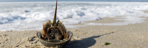 A shell from a molted horseshoe crab sits upside down on Harding Beach in Chatham. Merrily Cassidy/Cape Cod Times