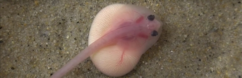 Screenshot of Little Skate embryo attached to yoke.