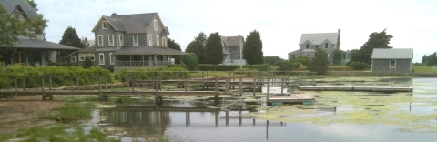 Algae in West Falmouth in 2014. Credit: Buzzards Bay Coalition