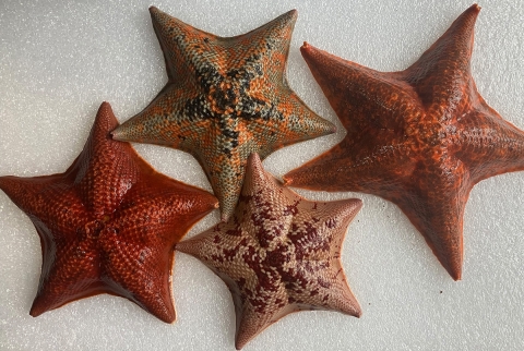 Sea stars in lab