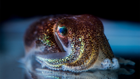 A hummingbird bobtail squid, Euprymna berryi. Credit: Tim Briggs