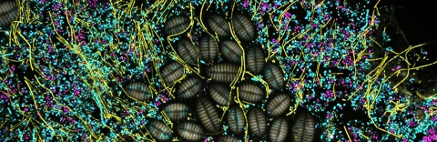 Microbial community on surface of kelp. Each dot or filament is a bacterial cell and the different colors indicate different kinds of bacteria. The larger, ridged ovals are single-celled algae called diatoms.