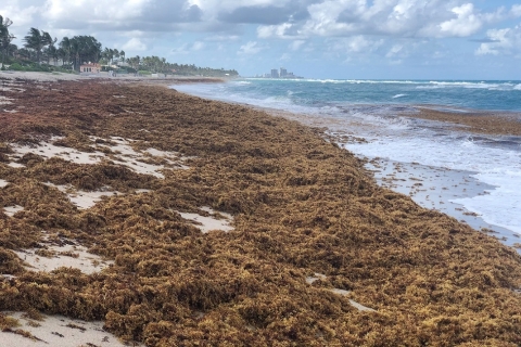 Seaweed on beach in FLorida