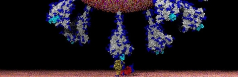 The coronavirus enters human cells by latching on to an ACE2 receptor in yellow.