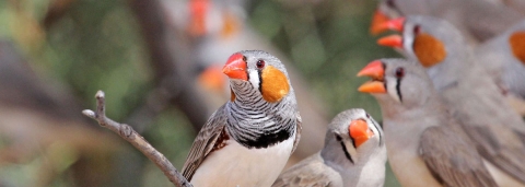 Zebra finch flock. These birds are important model organisms in our understanding of hearing. Credit: Ray Turnbull, iNaturalist
