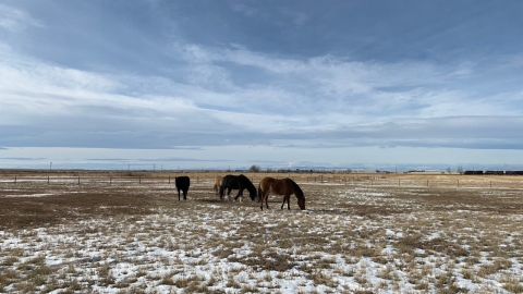 horses on Canadian prairie