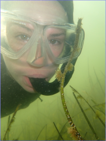 katie haviland of Cornell observing sea grasses in West Falmoth Harbor 2022 