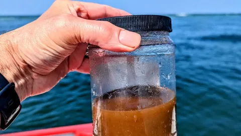 gulf of maine water sample