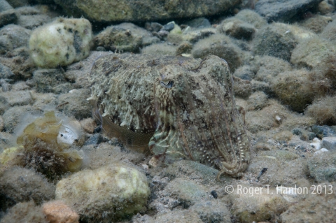 A camouflaged cuttlefish (Sepia officinalis). Credit: Roger Hanlon