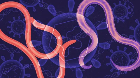 Unusual genetic elements called Mavericks, which can bundle a gene inside a virus-like particle, seem to have transported a gene between many species of roundworms. Kristina Armitage/Quanta Magazine; source: Ruben Duro/Science Source