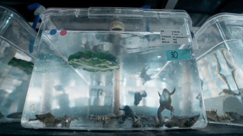 Frogs in tanks in the MBL's National Xenopus Resource. Credit: PBS Human Footprint