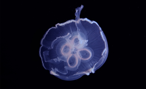 moon jellyfish