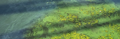 Algae bloom and lilypads on pond