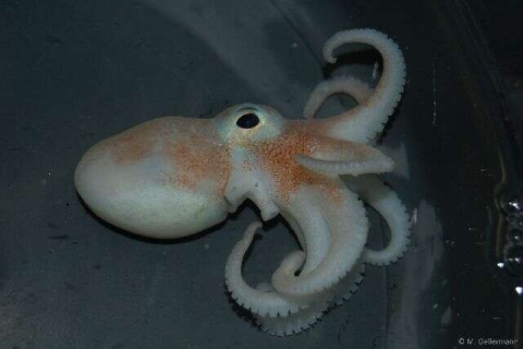 Antarctic octopus Parledone cornuta. Credit Michael Oellermann