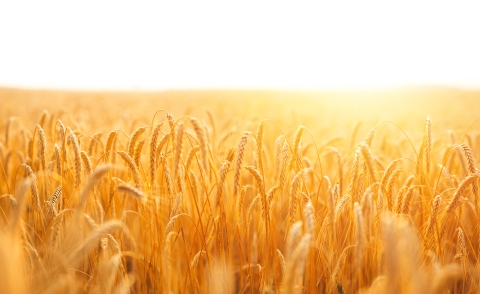 Sunshine on golden wheat field