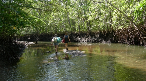 MBL Ecosystems Center scientists Anne Giblin and Sophia Fox working in a mangrove estuary in Panama several years ago.