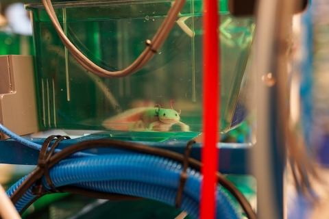 An axolotl in a tank in the Echeverri Lab at the MBL. 