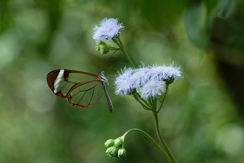 glasswing butterfly