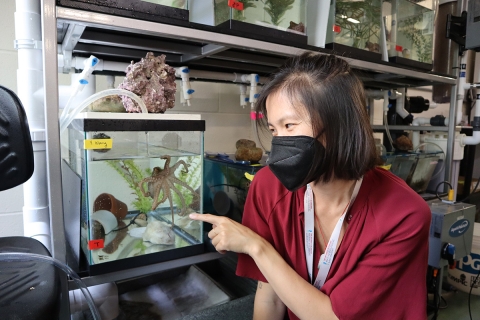 Grass Fellow Z. Yan Wang visits an active California two-spot octopus (O. bimaculoides) in the MBL's Marine Resources Center. 