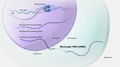 messenger RNA
