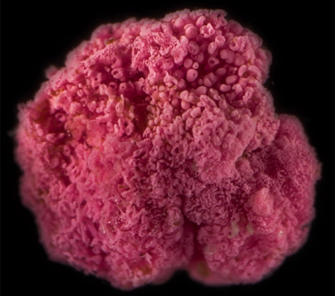 A pink berry about 3 mm in diameter. Credit Scott Chimileski_.jpg