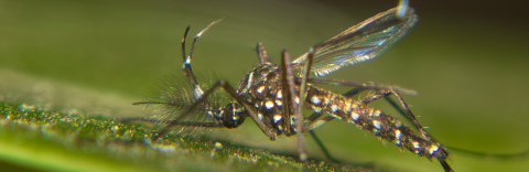 Aedes aegypti Yellow Fever mosquito. Credit: Jean Muacro Encyclopedia of Life.