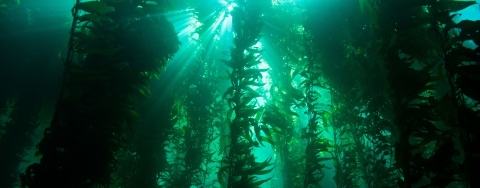 An underwater kelp forest
