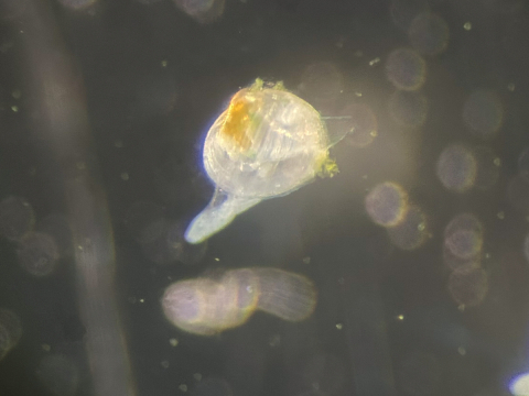 Baby clam (transparent) on black background