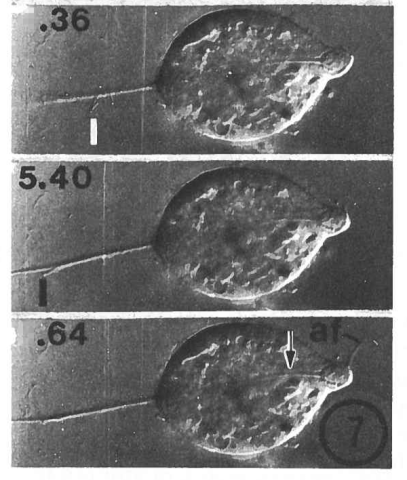 Microscopic images showing broken axostyles
