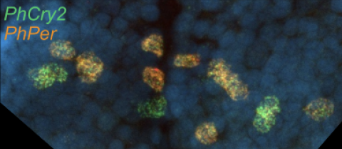 A microscopy image