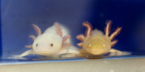 Axolotls with natural differences in pigmentation in Karen Echeverri’s MBL laboratory. 