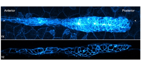 Lateral and axial images of 32-hour zebrafish embryo, marking cell boundaries within and outside the lateral line primordium. 