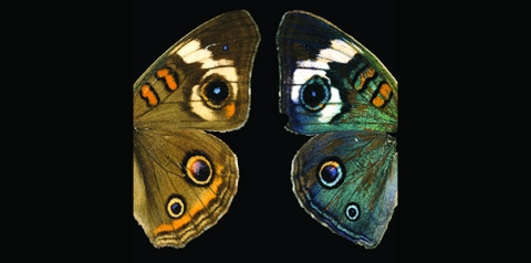 Wild-type buckeye butterfly (Junonia coenia, left) compared to a mutant with the optix gene deleted (right).